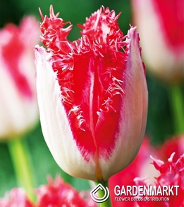 Tulip Fringed Sweet Simone 5 pcs