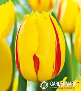 Tulip Exclusive Flamenco 5 pcs
