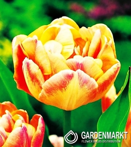 Tulip Exclusive Creme Upstar 5 pcs