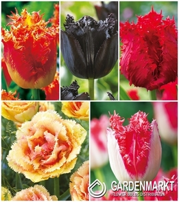 Pack Fringed Tulip 4