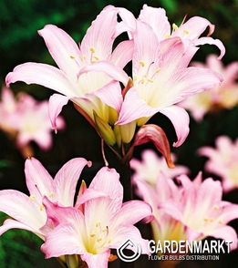 Hippeastrum Amaryllis Belladonna 1 pcs