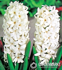 Hyacinth White XXL 3 pcs