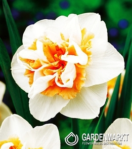 Narcissi Double Delnashaugh 3 pcs