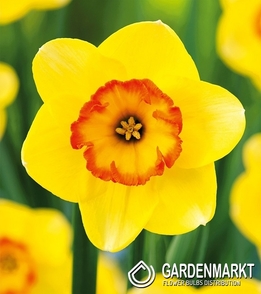 Narcissus For Collector Bantam 3 pcs
