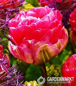 Tulip Double Pinksize 5 pcs
