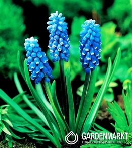 Muscari Grape Hyacinth Dark Eyes 10 pcs