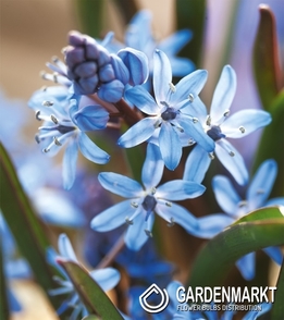 Scilla Bifolia Blue 5 pcs