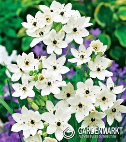Ornithogalum Arabicum 1 pcs