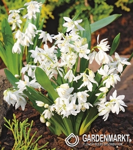 Scilla Sibirica White 5 pcs