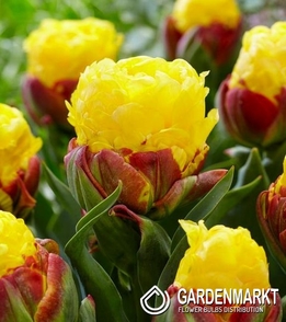 Tulip Double Banana Ice Cream 1 pcs