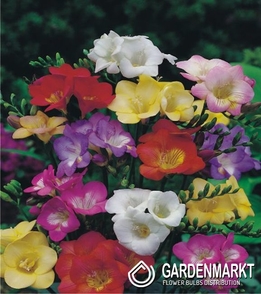 Freesia Single Mixed 50 pcs