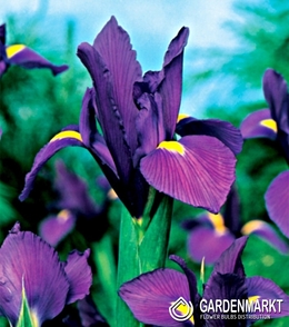 Iris Dutch Purple Sensation 10 pcs