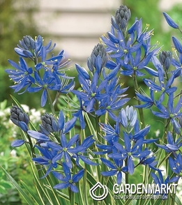 Camassia Orion 10 pcs