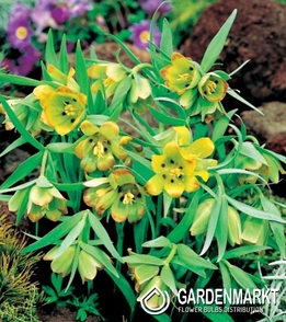 Fritillaria Acmopetala 5 pcs