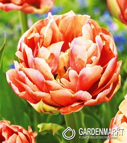 Tulip Double Copper Image 5 pcs