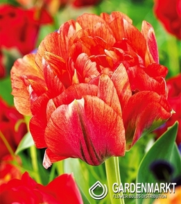 Tulip Double Gudoshnik Double 3 pcs