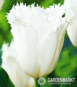 Tulip Fringed Cambridge 5 pcs
