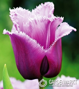 Tulip Fringed Louvre 5 pcs