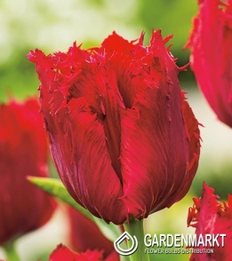 Tulip Fringed Versaci 5 pcs
