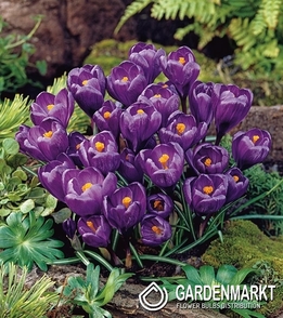 Spring Crocus Flower Record XXL 10 pcs