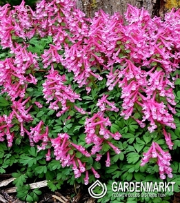 Corydalis - Kokorycz Beth Evans 5 pcs.