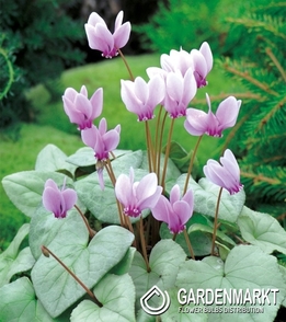 Cyclamen - Cyklamen Neapolitanum Fiołek Alpejski 1 pcs.