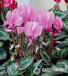 Cyclamen - Cyklamen Persicum Fiołek Alpejski 1 pcs.