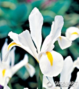 Iris Dutch White Excelsior 10 pcs
