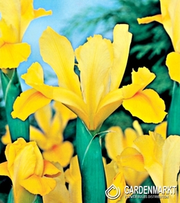 Iris hollandica Golden Harvest 10 bulbes