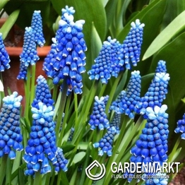 Muscari Blue Magic 10 pcs