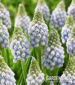 Muscari Ocean Magic 10 pcs