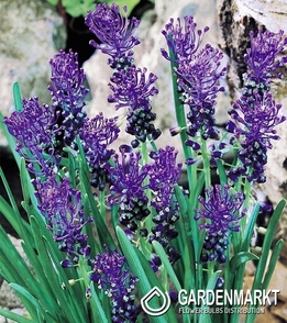 Muscari Comosum 10 pcs