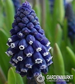 Muscari Joyce Spirit 10 pcs