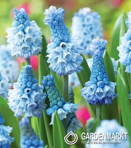 Muscari Atlantic 10 pcs