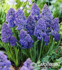 Muscari Fantasy Creation 10 pcs