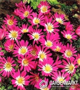 Anemone Rosea 10 pcs