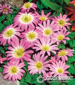 Anemone Pink Star 10 pcs