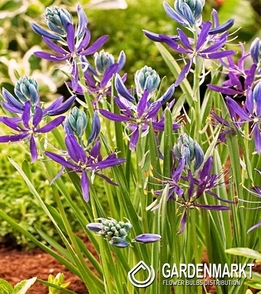 Camassia Quamash 10 pcs