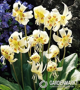 Erythronium Dog's Tooth White Beauty 1 pcs