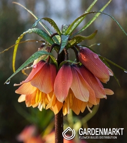 Fritillaria Crown Imperial Early Dream 1 pcs