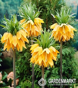 Fritillaria Crown Imperial Orange Beauty 1 pcs