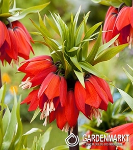 Fritillaria Crown Imperial William Rex 1 pcs