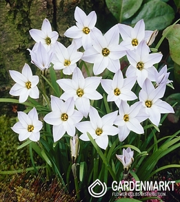Ipheion White Star 10 pcs