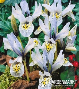 Iris Reticulata Katharine Hodgkin 10 pcs
