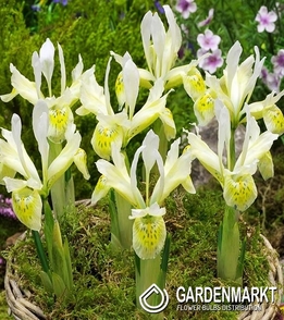 Iris Reticulata Katharines Gold 5 pcs