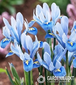 Iris Reticulata Alida 10 pcs