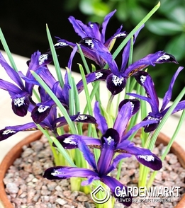 Iris Reticulata Blue Note 10 pcs