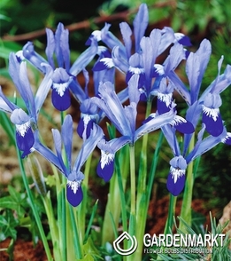 Iris Reticulata Clairette 10 pcs