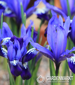 Iris Reticulata Fabiola 10 pcs