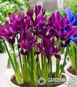 Iris Reticulata S.J Dijt 10 pcs